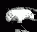 gameboy camera gif animation