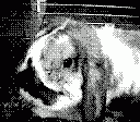 gameboy camera gif animation