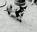 gameboy camera gif animation