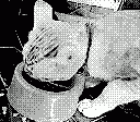 gameboy camera gif animation